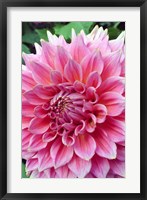 Dahlia flower, Butchart Gardens, British Columbia Fine Art Print