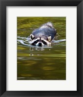 Common Raccoon, Stanley Park, British Columbia Fine Art Print