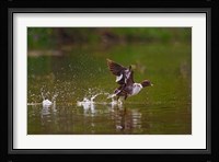 British Columbia, Common Goldeneye bird Fine Art Print