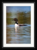 British Columbia, Common Loon bird on lake Fine Art Print