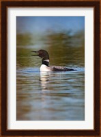 British Columbia, Common Loon bird on lake Fine Art Print