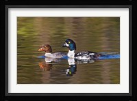 British Columbia, near Kamloops, Common Goldeneye ducks Fine Art Print