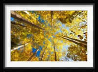 Aspens on the Canon Brook Trail Fine Art Print