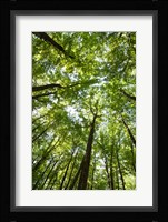 Woods, Shenandoah National Park Fine Art Print