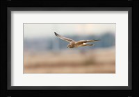 British Columbia Boundary Bay, Northern Harrier bird Fine Art Print