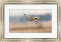 British Columbia Boundary Bay, Northern Harrier bird Fine Art Print