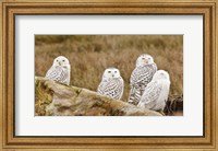 Flock of Snowy Owl, Boundary Bay, British Columbia, Canada Fine Art Print