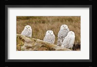 Flock of Snowy Owl, Boundary Bay, British Columbia, Canada Fine Art Print