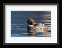 Common Goldeneye Hen, Vancouver, British Columbia, Canada Fine Art Print