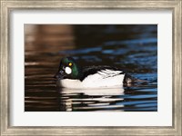 British Columbia, Vancouver, Common Goldeneye duck Fine Art Print
