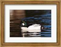 British Columbia, Vancouver, Common Goldeneye duck Fine Art Print