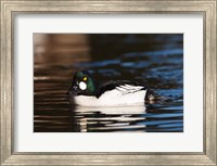 British Columbia, Vancouver, Common Goldeneye duck Fine Art Print