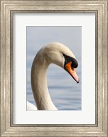 British Columbia, Vancouver, Mute Swan bird Fine Art Print