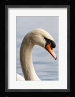 British Columbia, Vancouver, Mute Swan bird Fine Art Print