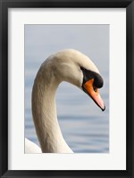 British Columbia, Vancouver, Mute Swan bird Fine Art Print