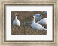 British Columbia, Westham Island, Snow Goose bird Fine Art Print