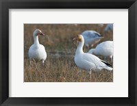 British Columbia, Westham Island, Snow Goose bird Fine Art Print