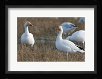 British Columbia, Westham Island, Snow Goose bird Fine Art Print