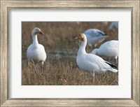 British Columbia, Westham Island, Snow Goose bird Fine Art Print