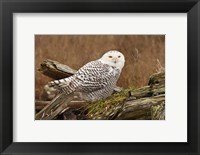 Canada, British Columbia, Boundary Bay, Snowy Owl Fine Art Print