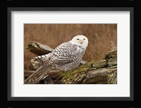 Canada, British Columbia, Boundary Bay, Snowy Owl Fine Art Print