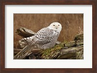 Canada, British Columbia, Boundary Bay, Snowy Owl Fine Art Print