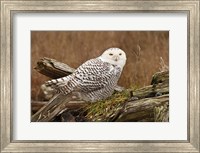 Canada, British Columbia, Boundary Bay, Snowy Owl Fine Art Print