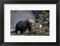 Canada, British Columbia Grizzly bear eating salmon Fine Art Print