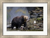 Canada, British Columbia Grizzly bear eating salmon Fine Art Print