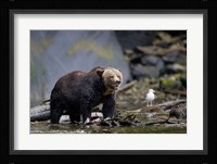 Canada, British Columbia Grizzly bear eating salmon Fine Art Print