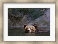 Canada, British Columbia Grizzly bear swimming Fine Art Print