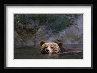Canada, British Columbia Grizzly bear swimming Fine Art Print