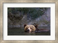 Canada, British Columbia Grizzly bear swimming Fine Art Print