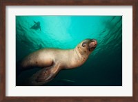 British Columbia, Hornby Island, Steller's Sea Lions Fine Art Print