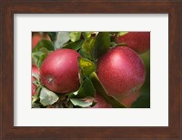 Apples, Okanagan Valley, British Columbia, Canada, Na Fine Art Print