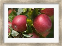 Apples, Okanagan Valley, British Columbia, Canada, Na Fine Art Print
