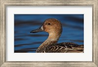 Northern Pintail Hen, George C Reifel Migratory Bird Sanctuary, Westham Island, British Columbia, Canada Fine Art Print