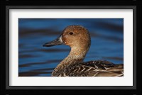 Northern Pintail Hen, George C Reifel Migratory Bird Sanctuary, Westham Island, British Columbia, Canada Fine Art Print