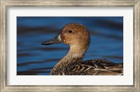 Northern Pintail Hen, George C Reifel Migratory Bird Sanctuary, Westham Island, British Columbia, Canada Fine Art Print