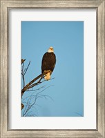 Bald Eagle, Vancouver, British Columbia, Canada Fine Art Print