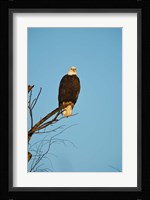Bald Eagle, Vancouver, British Columbia, Canada Fine Art Print