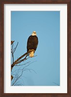 Bald Eagle, Vancouver, British Columbia, Canada Fine Art Print