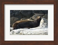 Sea Lions, Batley Island, Pacific Rim, British Columbia Fine Art Print