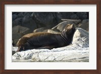 Sea Lions, Batley Island, Pacific Rim, British Columbia Fine Art Print