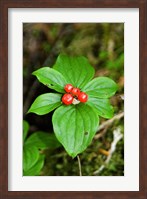Temperate Rainforest Berries, Bramham, British Columbia Fine Art Print