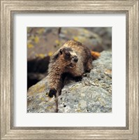 British Columbia, Yoho NP, Hoary marmot Fine Art Print
