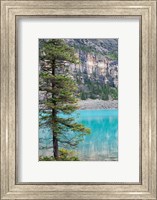 Pine tree, Moraine Lake, Banff National Park, Canada Fine Art Print
