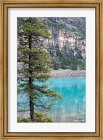 Pine tree, Moraine Lake, Banff National Park, Canada Fine Art Print