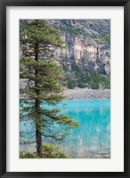 Pine tree, Moraine Lake, Banff National Park, Canada Fine Art Print