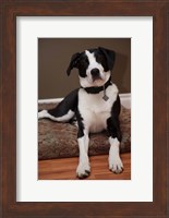 British Columbia, Mission, coon hound dog Fine Art Print
